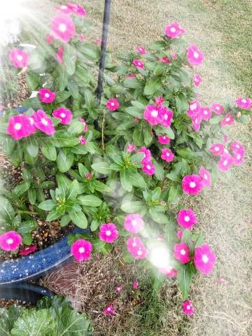 赤神伶花