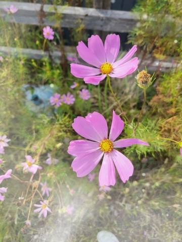 赤神伶花