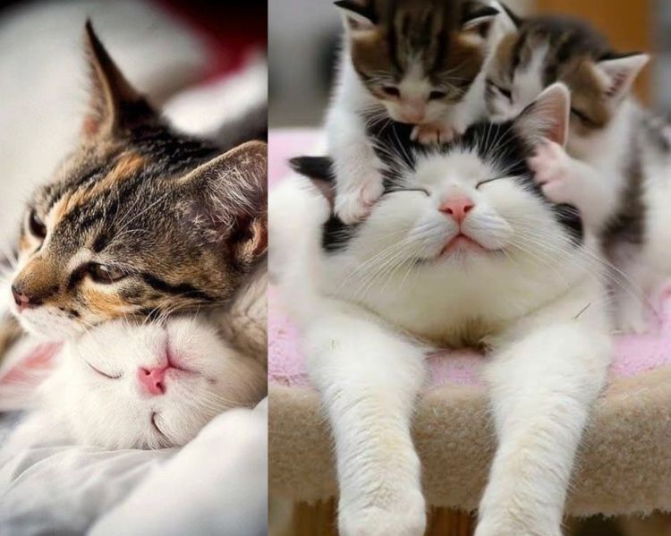 おやすみなさい〜ネムイ(´・ωゞ)