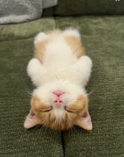 ﾈﾑｲ(´･ωゞ)