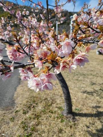 赤神伶花
