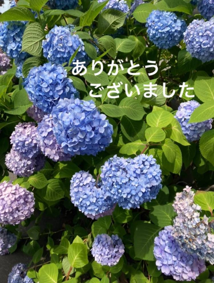 愛川　遥