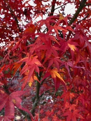 紅葉も見納めです