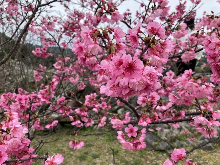 明日出勤