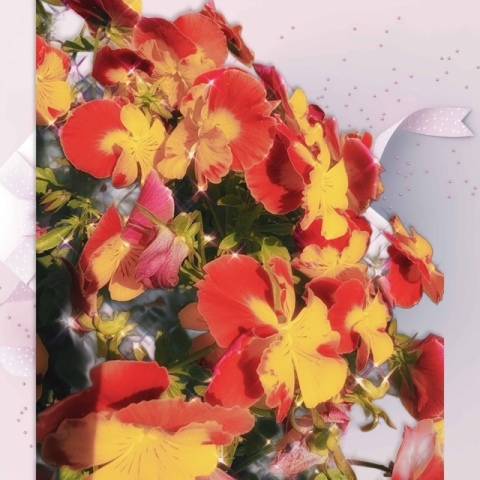 矢納あずさ