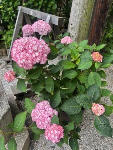 ご無沙汰しています