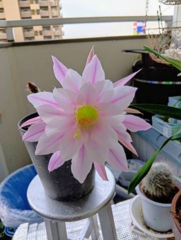 酷暑の夏♂♀