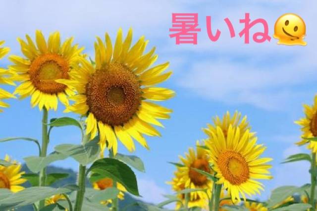 こんにちは(*^^*)
