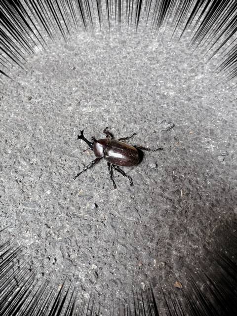 カブトムシ