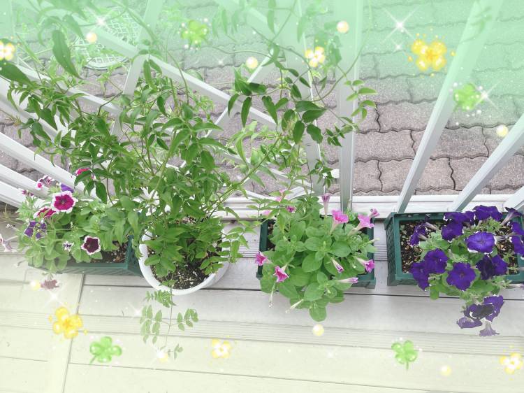 おはようございます(*^^*)