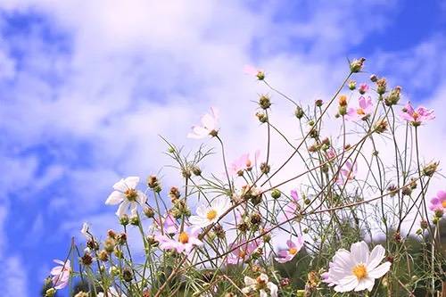 明日出勤
