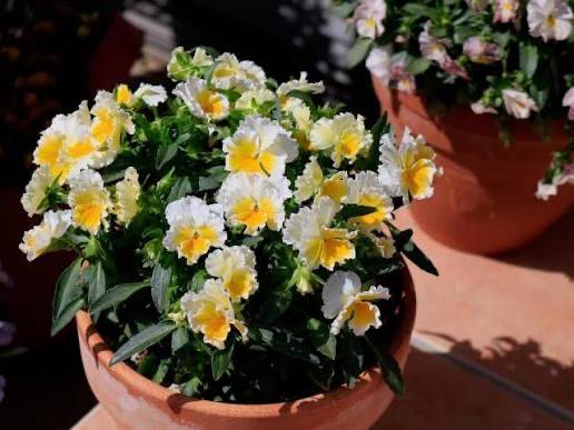 おはようございます