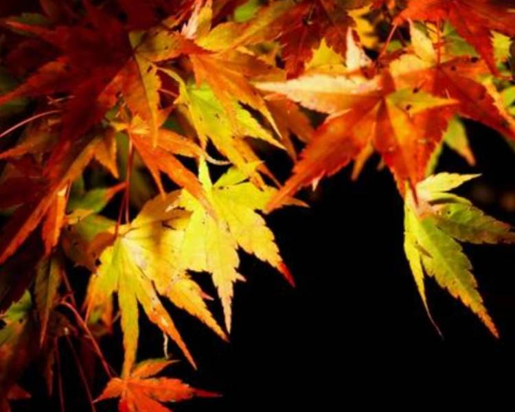 ☆こんばんは☆