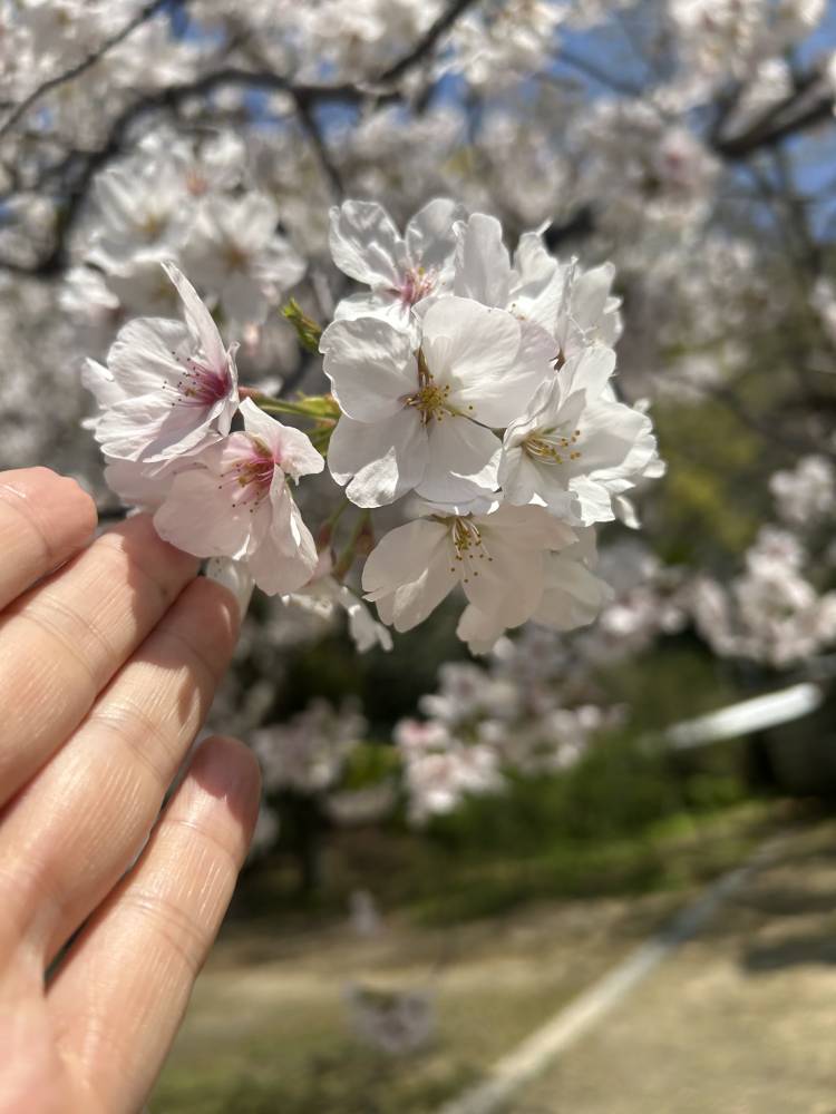 川上あいり