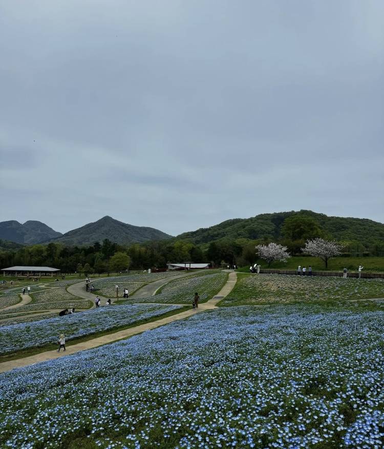 川上あいり