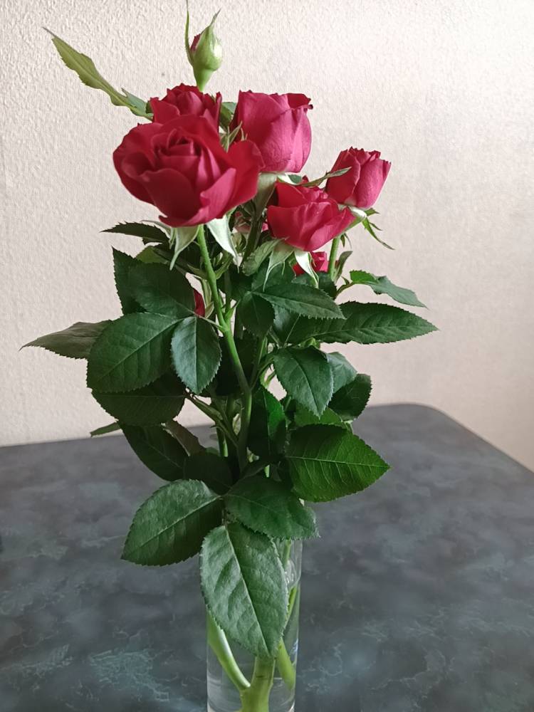 葉月　潤