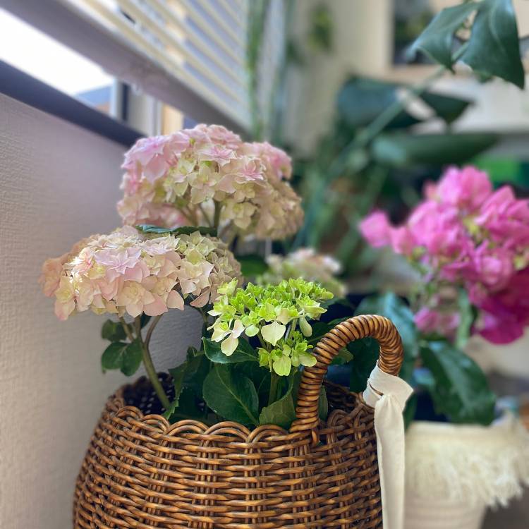 川上あいり