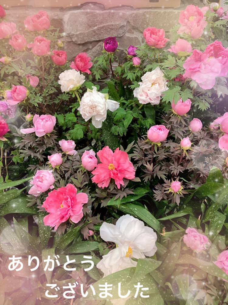 有難うございました♪