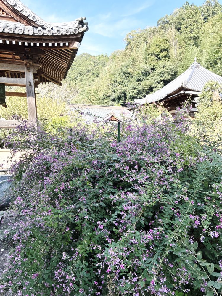 ヤドン公園 