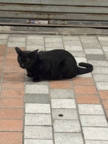 申し訳ございません?
