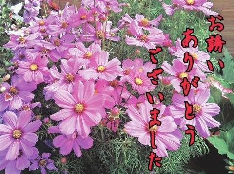 大林亜希子