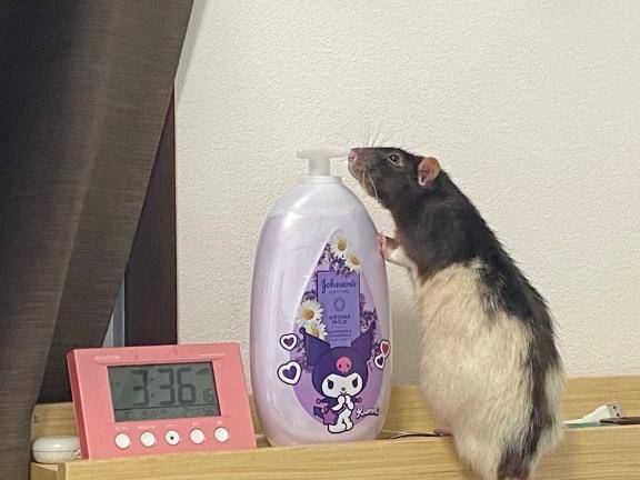 最近のお気に入り?
