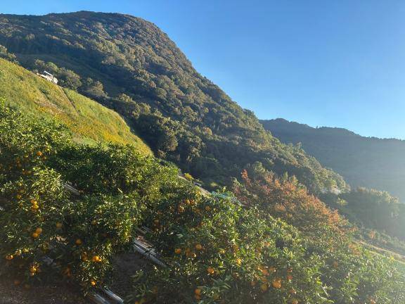 かりな☆美肌の妖艶美女(ジャックと豆の木)