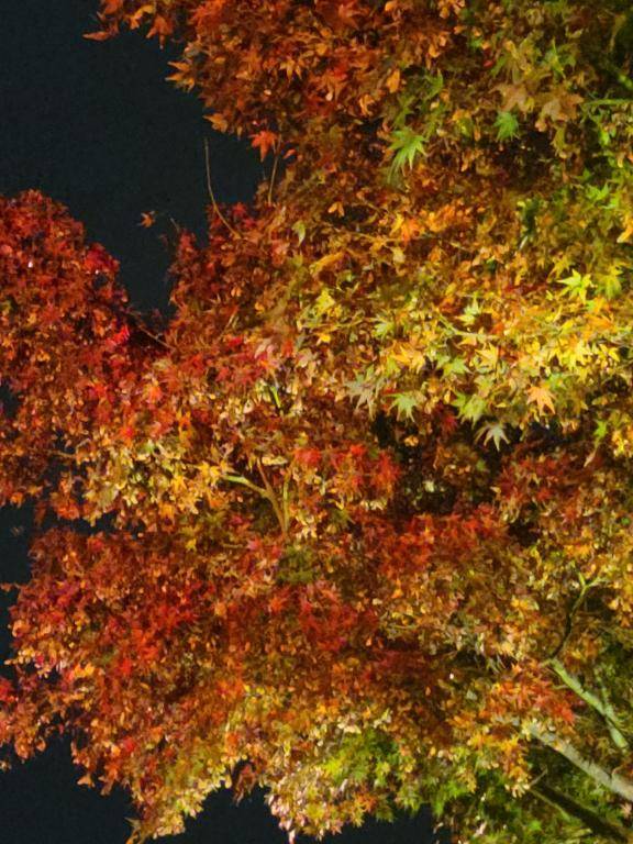 みらい☆スレンダー美BODY（ジャックと豆の木）