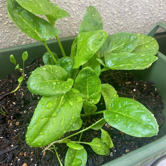 2月もありがとう?