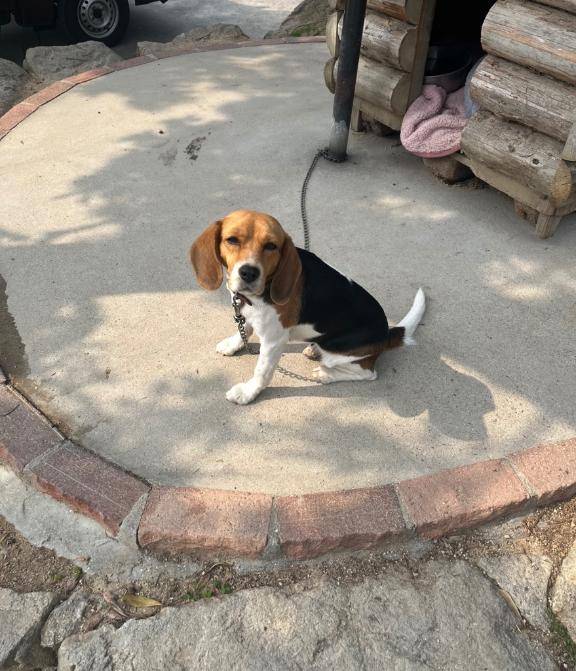 繋がれた犬?