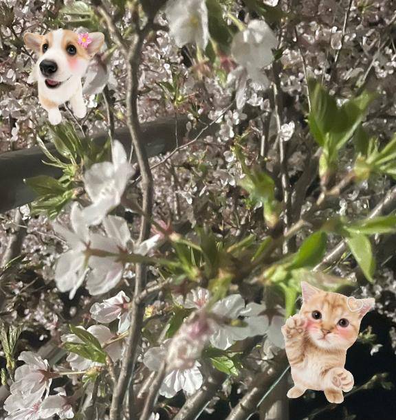 ?桜?