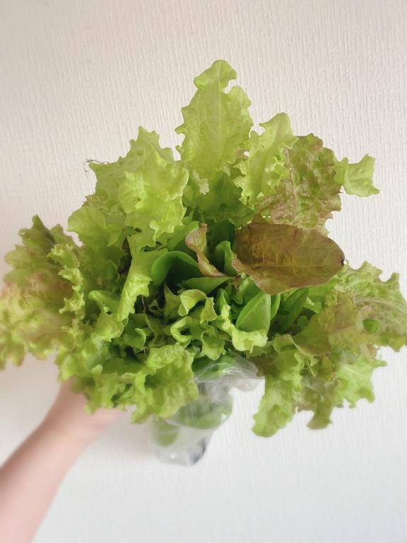 野菜通信?