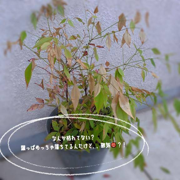 ～お弁当のこと～
