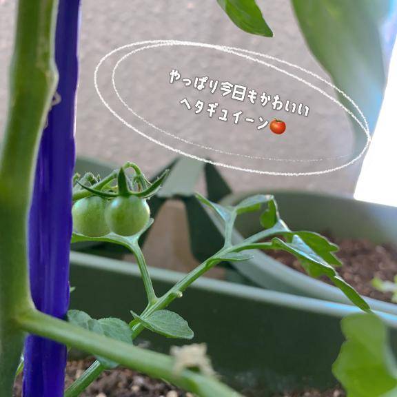 野菜通信?