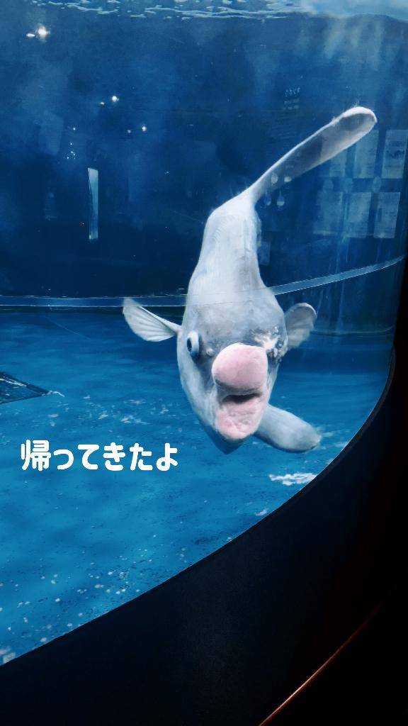 ただいま