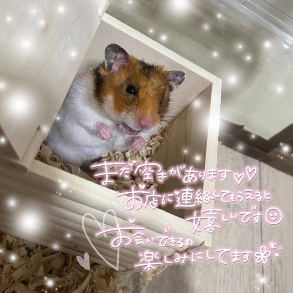 ハムかわちい?