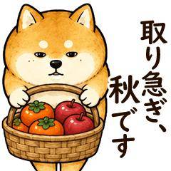 出来上がり