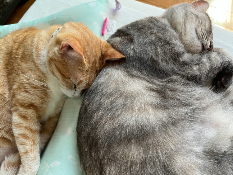🌙こんばんは、くるみです💕
