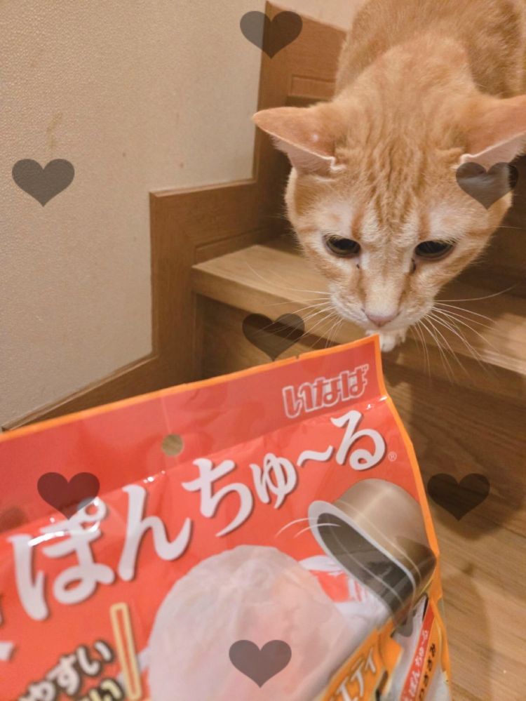 一緒にお誕生日🎂🐱💕