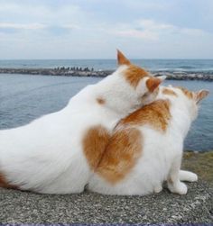 お客様へ