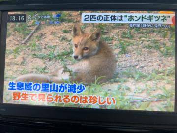 大州にキツネさん！