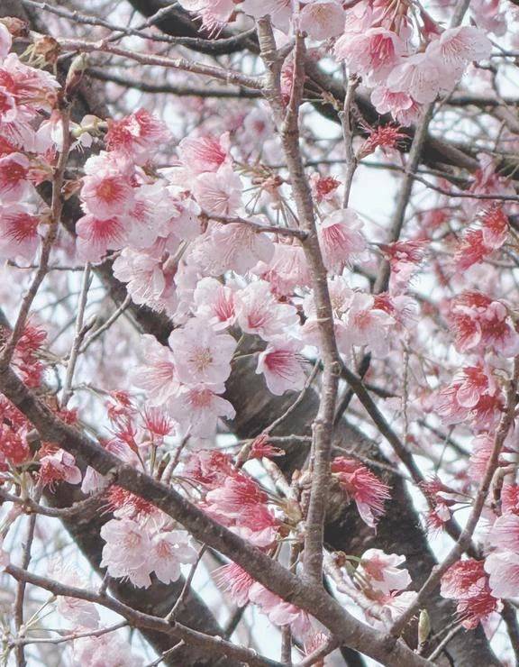 さくら〜ひらひら！