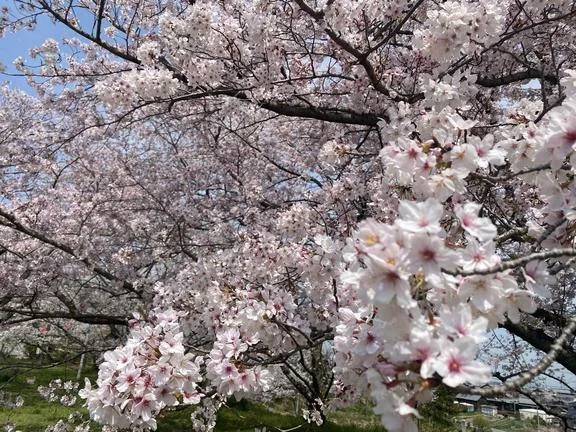 さくらっ！！！