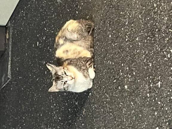 ねこちゃんっ??