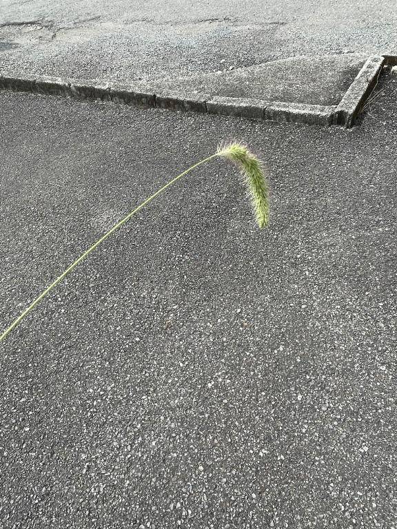 えのころぐさ
