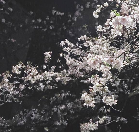 ひとところには、とどまれないと