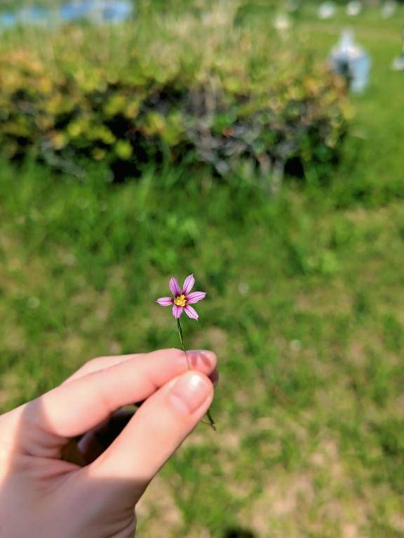 名前を知らなかった花