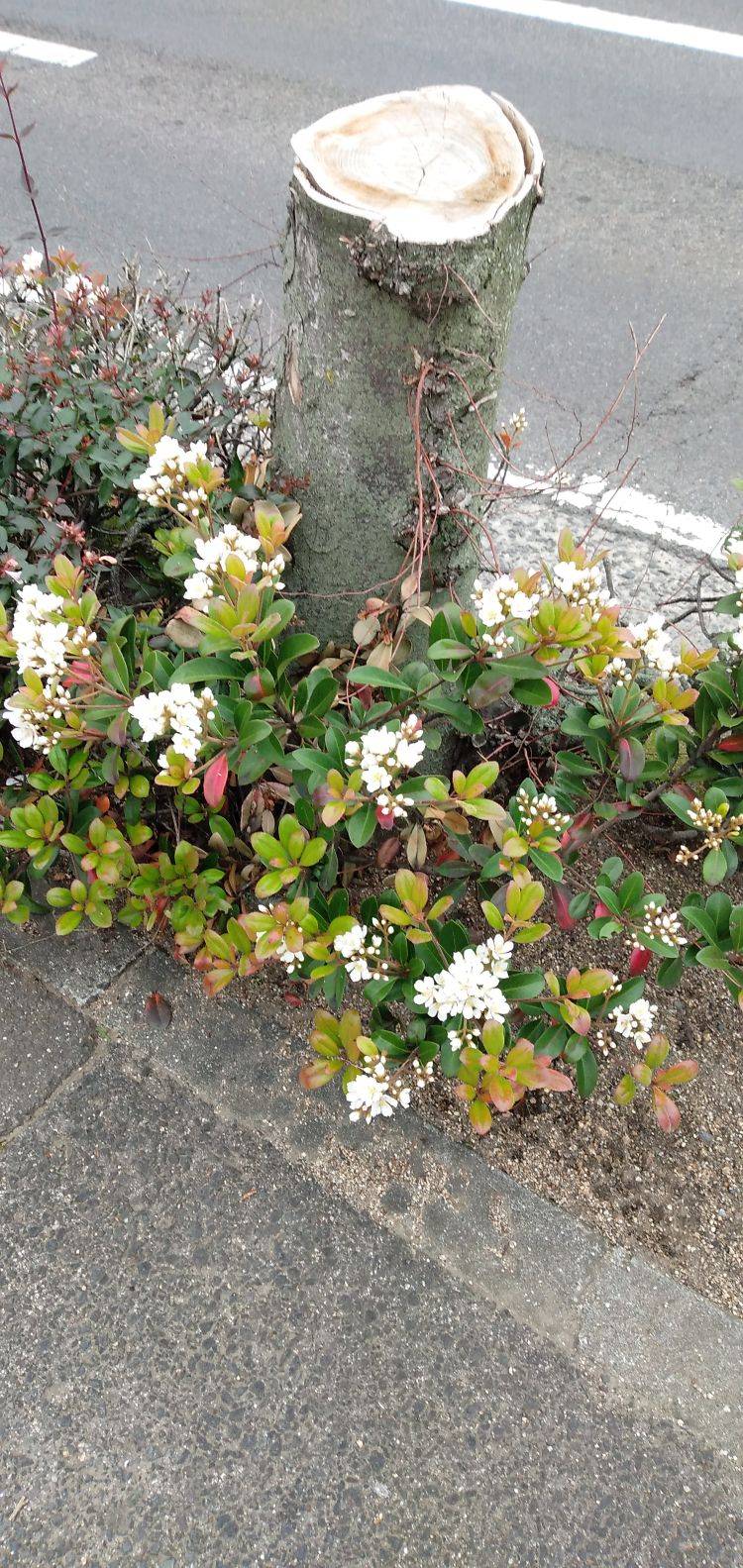 寄り道してみません～