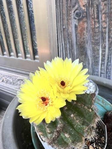 ありがとうございます