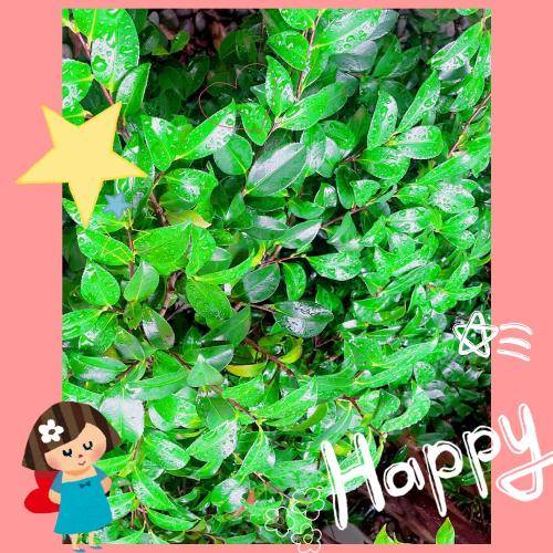 雨上がり♡